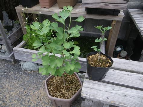 銀杏 盆栽|イチョウを鉢植えや盆栽にして育てる 